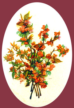Ixhora 109