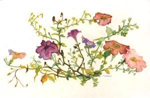 Shades of Fancy 111