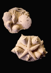Seashells & Starfish S122 S123