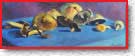 Les Champignons 107