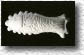 Poisson S114