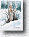 Birch Trees 334