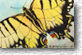 460 -  Eastern Tiger (Swallowtails) 